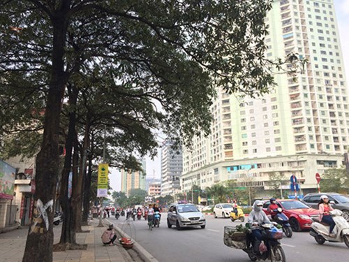 Đốn[-]hạ[-]cây[-]xanh:[-]Cần[-]lắm[-]hỏi[-]ý[-]dân
